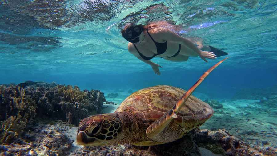 Rarotonga Turtle Tours
