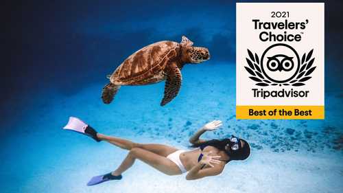 Turtle Tours with Charlotte Piho